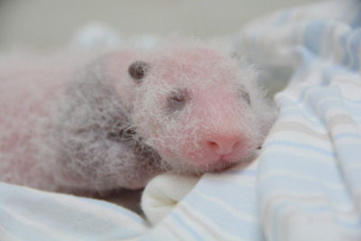 点击大图看下一张：刚出生熊猫幼崽图片