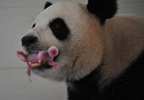 点击大图看下一张：刚出生熊猫幼崽图片