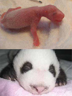 点击大图看下一张：刚出生熊猫幼崽图片