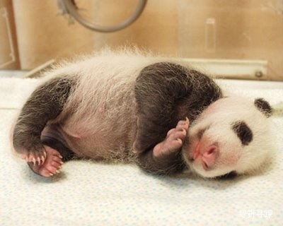 点击大图看下一张：刚出生熊猫幼崽图片