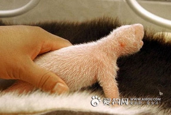 点击大图看下一张：刚出生熊猫幼崽图片