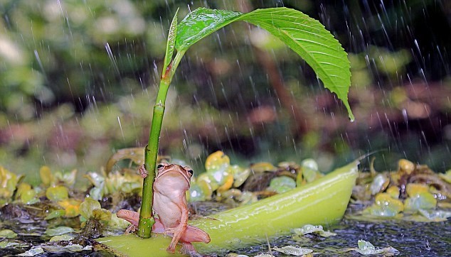 点击大图看下一张：树蛙撑叶子伞遮风挡雨