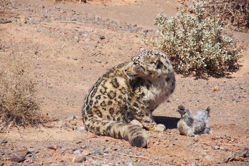 点击大图看下一张：天山雪豹图片