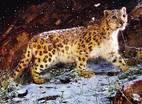 点击大图看下一张：天山雪豹图片