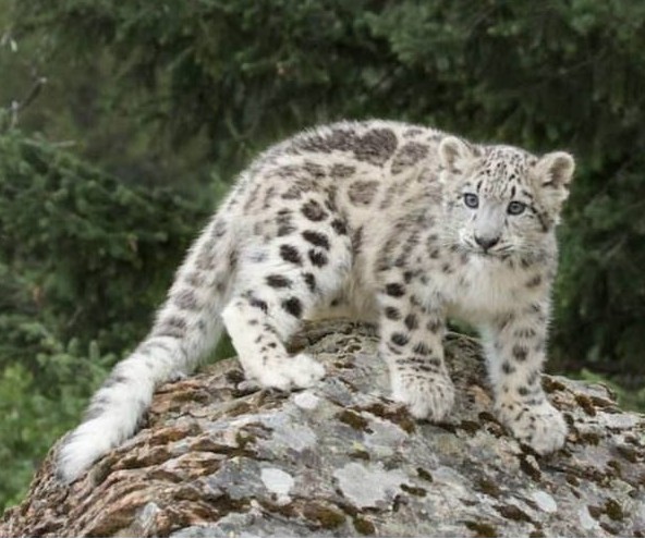 点击大图看下一张：天山雪豹图片