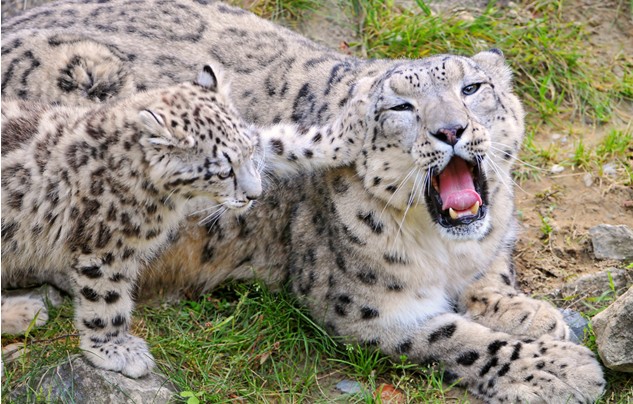 点击大图看下一张：天山雪豹图片