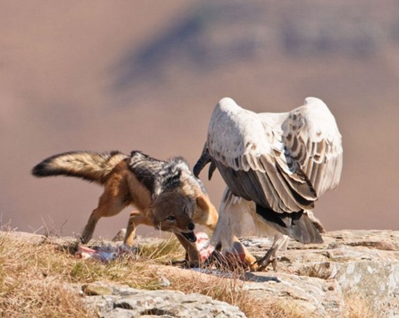 点击大图看下一张：秃鹰与财狼争食