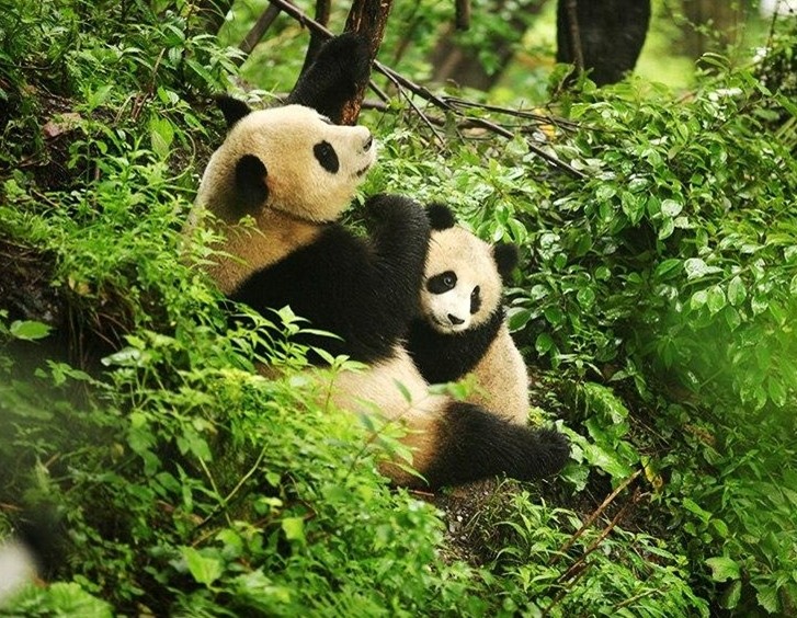 点击大图看下一张：卧龙熊猫野外生存图片