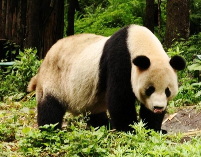 点击大图看下一张：卧龙熊猫野外生存图片