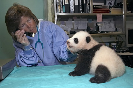 点击大图看下一张：熊猫宝宝超可爱图片