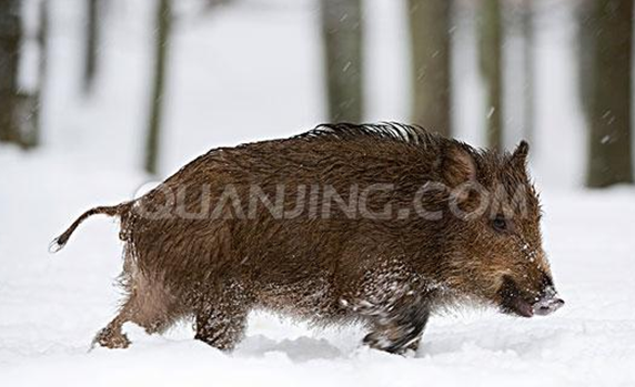 点击大图看下一张：野猪的图片