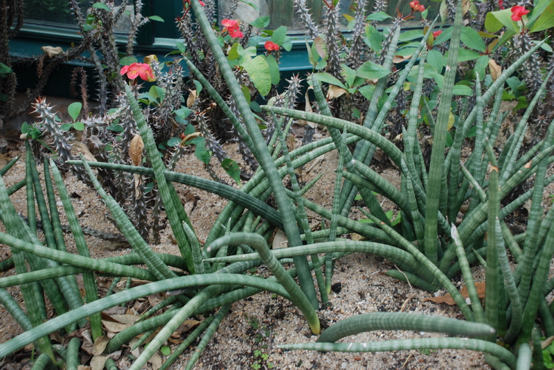 点击大图看下一张：热带仙人掌科植物