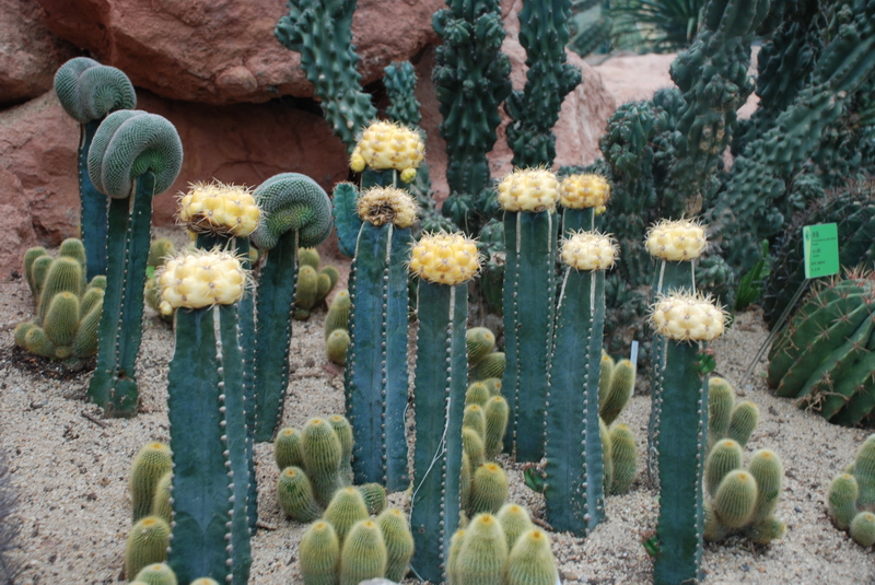 点击大图看下一张：热带仙人掌科植物