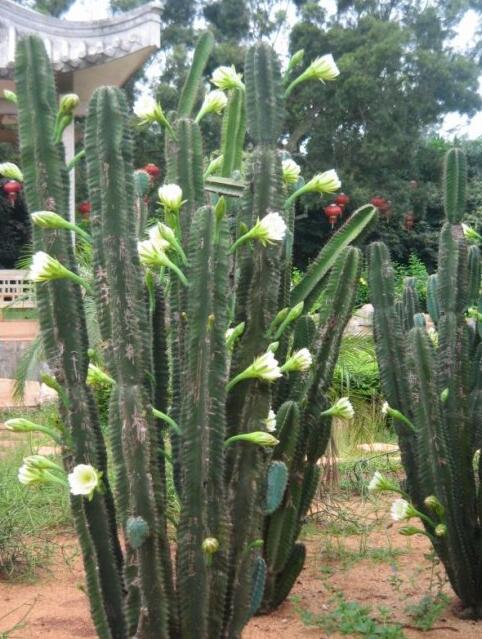 点击大图看下一张：生命力顽强的仙人掌图片