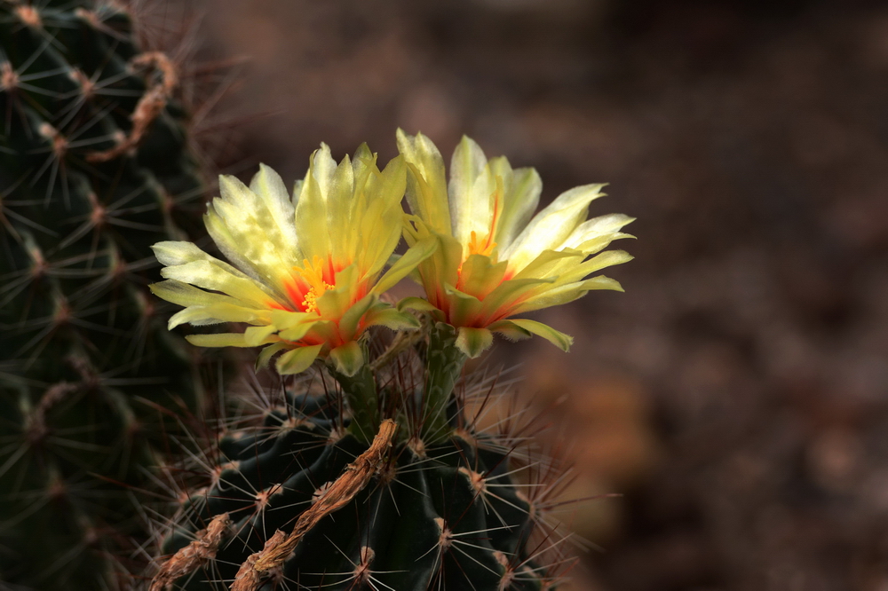 点击大图看下一张：仙人掌花和仙人球花图片