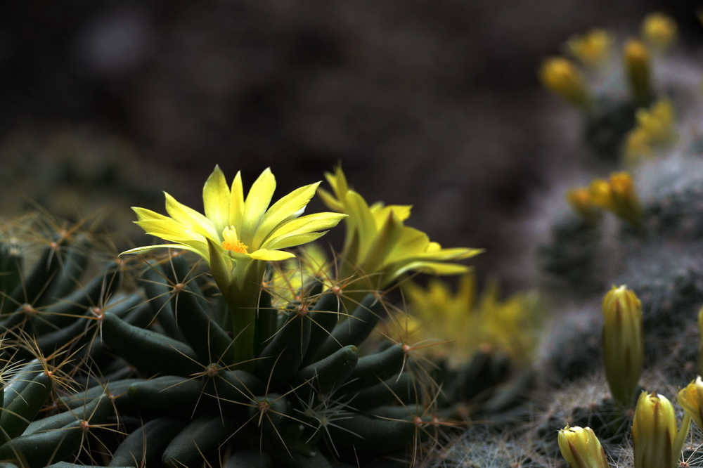 点击大图看下一张:仙人掌花和仙人球花图片