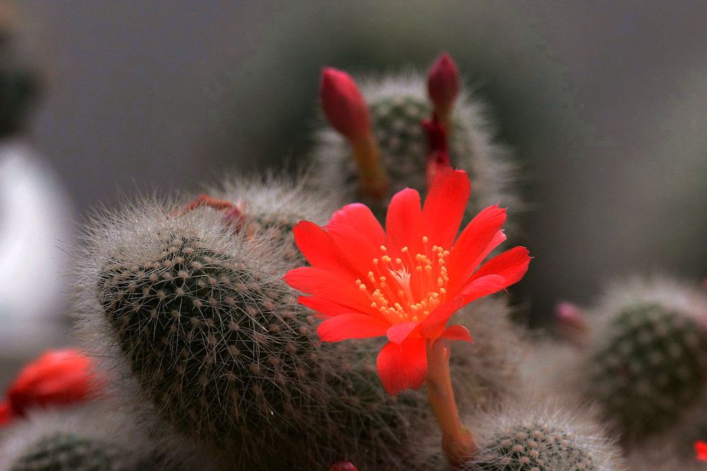 点击大图看下一张：仙人掌花和仙人球花图片