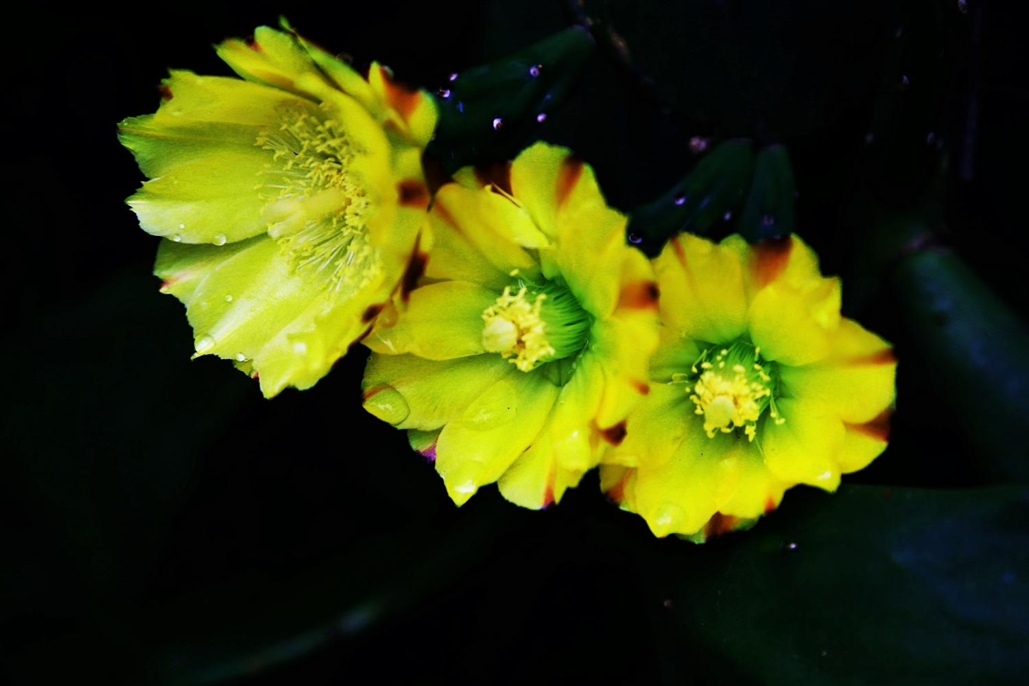 点击大图看下一张：仙人掌开花了