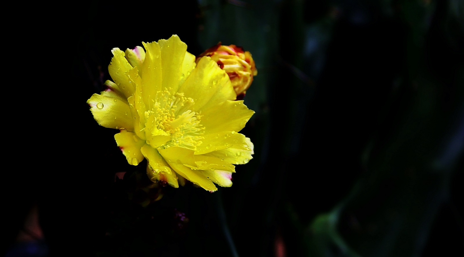 点击大图看下一张：仙人掌开花了