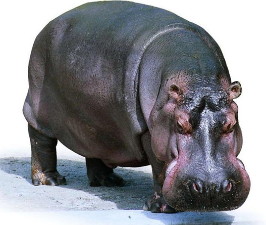 点击大图看下一张：河马图片大全