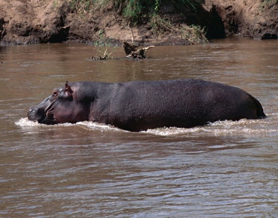 点击大图看下一张：河马图片大全