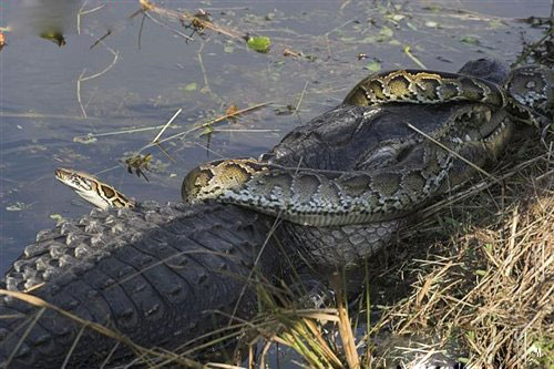 点击大图看下一张：蟒蛇鳄鱼大战图片