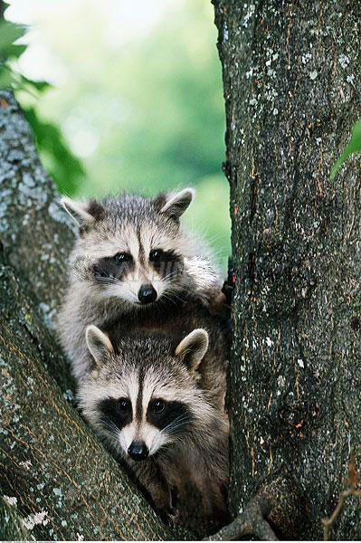 点击大图看下一张：小浣熊高清图片