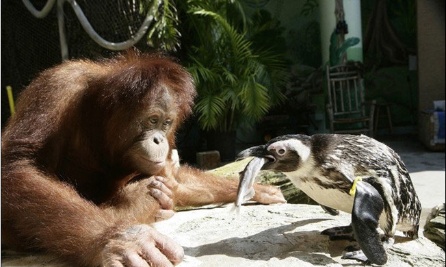点击大图看下一张：猩猩给企鹅喂鱼