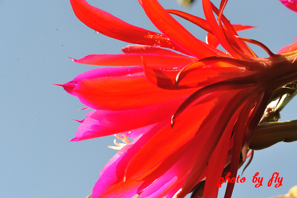 点击大图看下一张：孔雀仙人掌的花卉图片