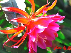 孔雀仙人掌的花卉图片