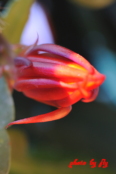 点击大图看下一张：孔雀仙人掌的花卉图片