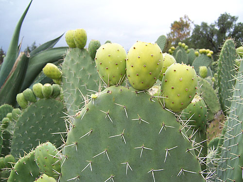 点击大图看下一张：仙人掌果图片