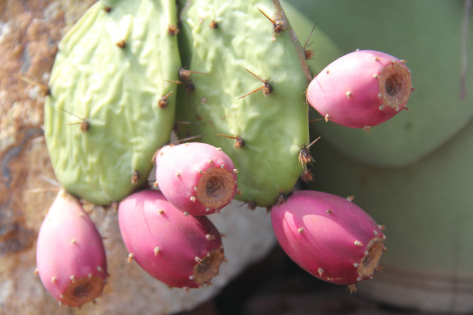 点击大图看下一张：仙人掌果图片