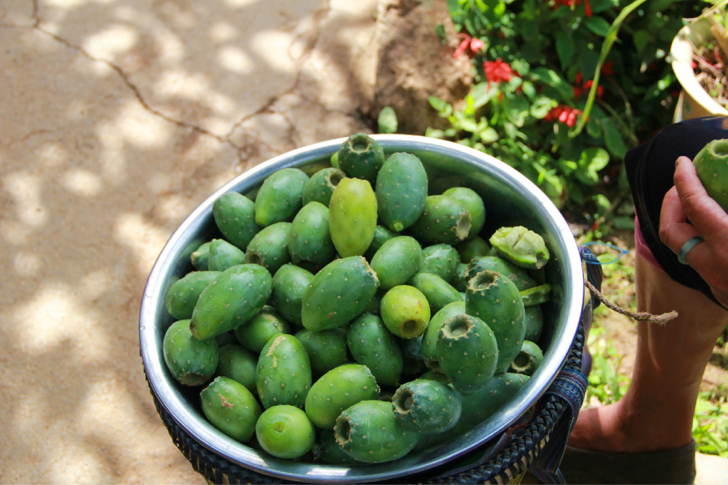 点击大图看下一张：仙人掌果图片