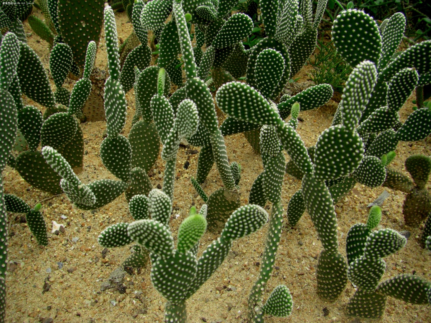 点击大图看下一张：仙人掌图片大全