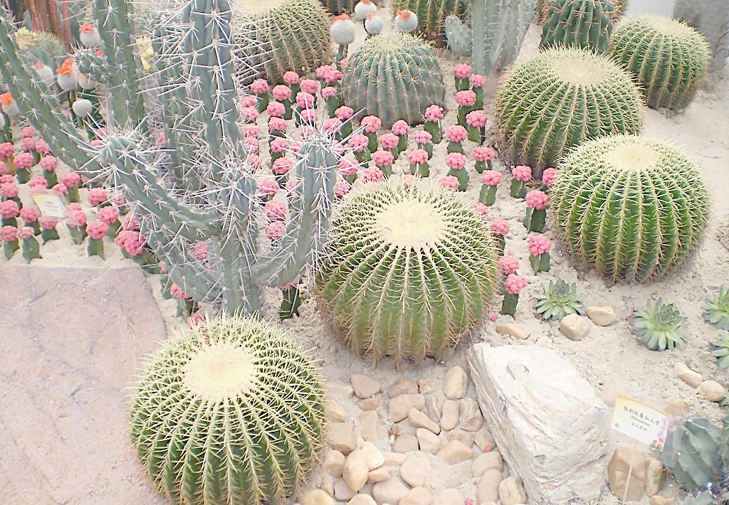 点击大图看下一张：仙人掌图片大全