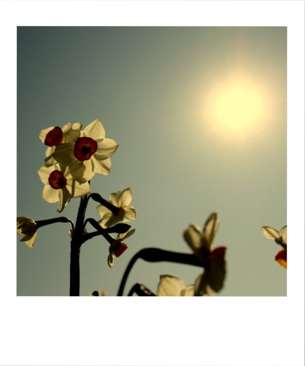点击大图看下一张：阳光下的水仙花图片