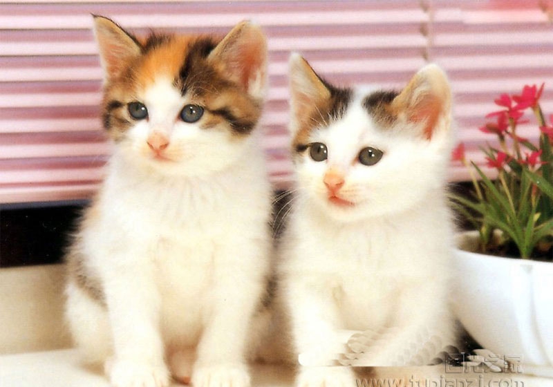 点击大图看下一张：布偶猫图片