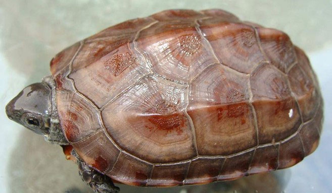 点击大图看下一张：金线龟摄影图片大全