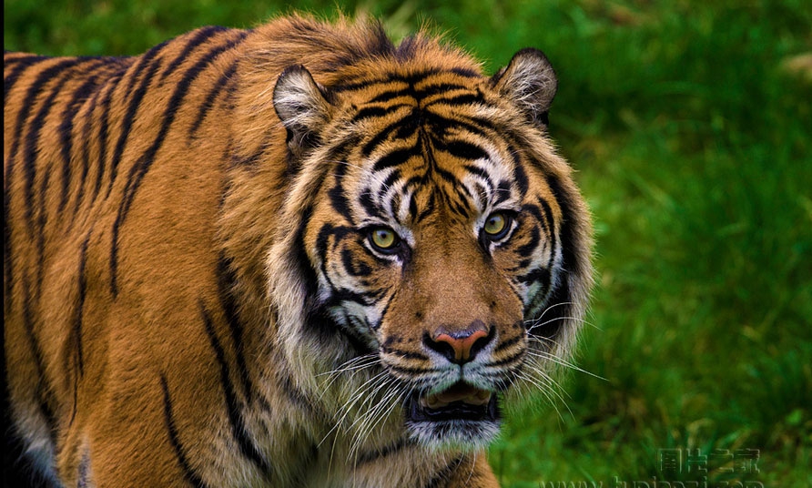 点击大图看下一张：苏门答腊虎图