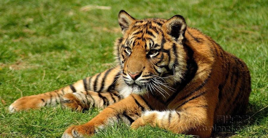 点击大图看下一张：苏门答腊虎图