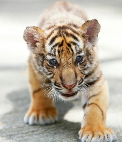 点击大图看下一张：小老虎的图片