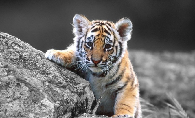 点击大图看下一张：小老虎的图片