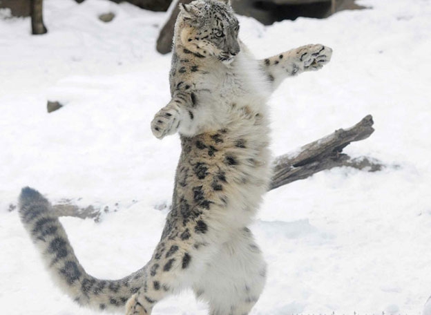 点击大图看下一张：雪豹跳舞图片