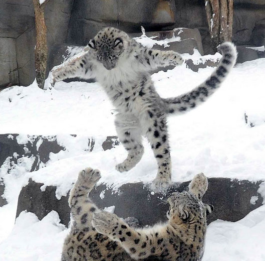 点击大图看下一张：雪豹跳舞图片