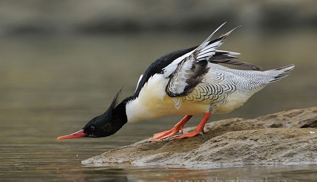 点击大图看下一张：中华秋沙鸭摄影图片