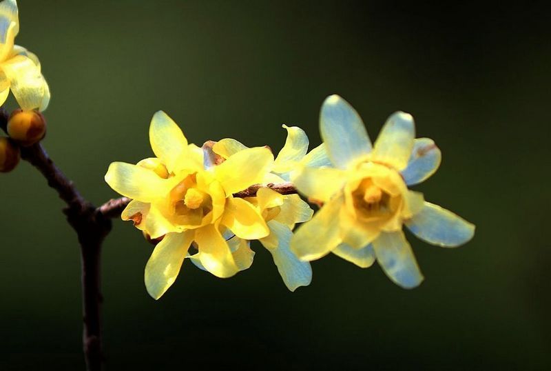 点击大图看下一张：腊梅图片赏析