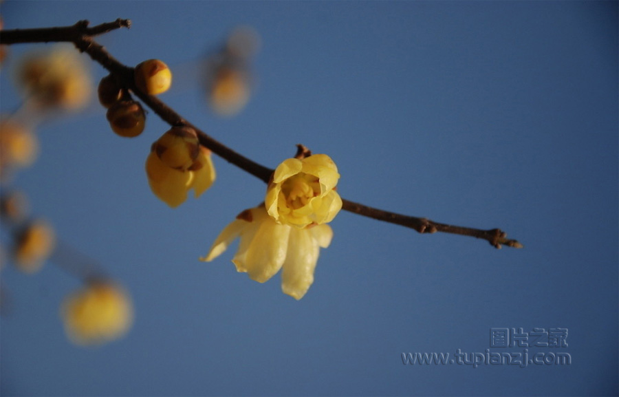 点击大图看下一张：盛开的腊梅花图片