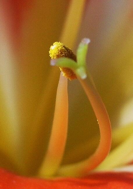 点击大图看下一张：君子兰花蕊特写图片