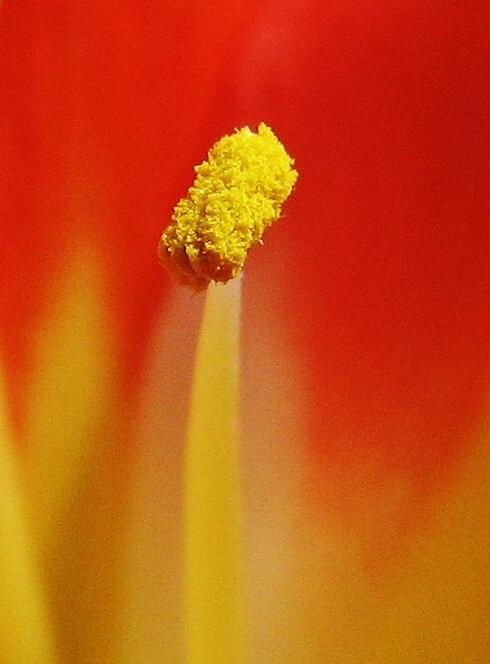 点击大图看下一张：君子兰花蕊特写图片